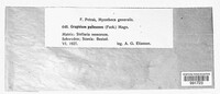 Graphium pallescens image